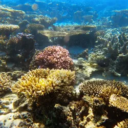 Oyster Stacks - Exmouth