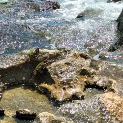 Oyster Stacks - Exmouth