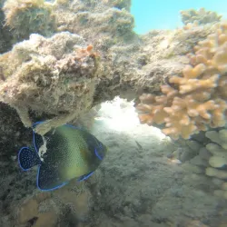 Oyster Stacks - Exmouth
