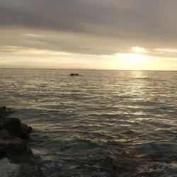 Oyster Stacks - Exmouth