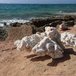 Oyster Stacks - Exmouth