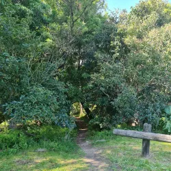 Bland Creek Reserve - Forbes