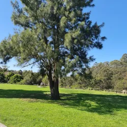 Bland Creek Reserve - Forbes