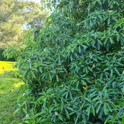 Bland Creek Reserve - Forbes