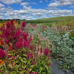 Forbes Farmers Market - Forbes