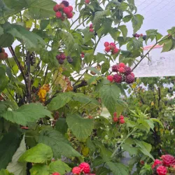 Forbes Farmers Market - Forbes