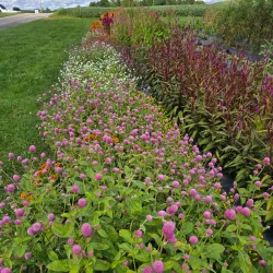 Forbes Farmers Market - Forbes