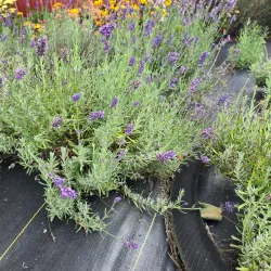 Forbes Farmers Market - Forbes