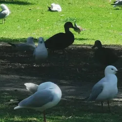 George Pentland Botanic Gardens - Frankston