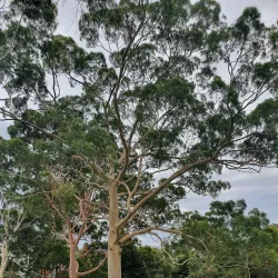George Pentland Botanic Gardens - Frankston