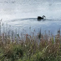 Seaford Wetlands - Frankston