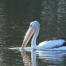 Seaford Wetlands - Frankston