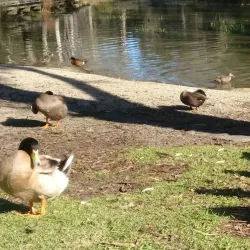 Balyang Sanctuary - Geelong