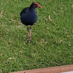 Balyang Sanctuary - Geelong