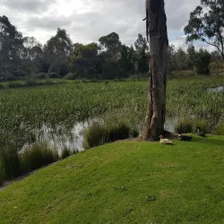 Balyang Sanctuary - Geelong