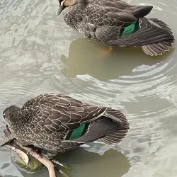 Balyang Sanctuary - Geelong