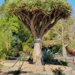 Geelong Botanic Gardens - Geelong