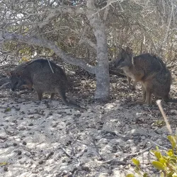 Abrolhos Islands - Geraldton