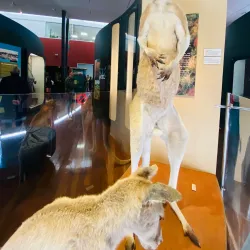 Museum of Geraldton - Geraldton