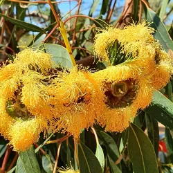 Spalding Park - Geraldton