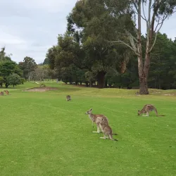Gisborne Golf Club - Gisborne