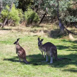 Gisborne Golf Club - Gisborne
