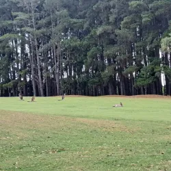 Gisborne Golf Club - Gisborne