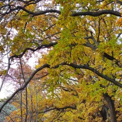 Gisborne Pioneer Park - Gisborne