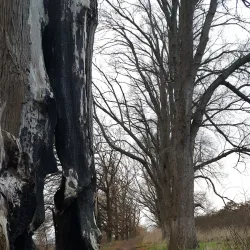 Gisborne Pioneer Park - Gisborne