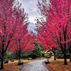 Macedon Ranges National Park - Gisborne