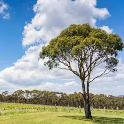 Macedon Ranges Wine Region - Gisborne