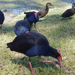 Tondoon Botanic Gardens - Gladstone