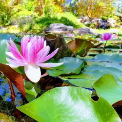 Tondoon Creek Conservation Park - Gladstone