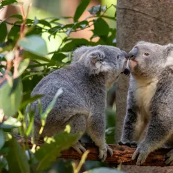 Currumbin Wildlife Sanctuary - Gold Coast