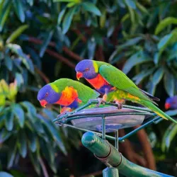 Currumbin Wildlife Sanctuary - Gold Coast