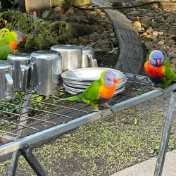 Currumbin Wildlife Sanctuary - Gold Coast