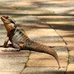 Currumbin Wildlife Sanctuary - Gold Coast