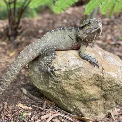 Currumbin Wildlife Sanctuary - Gold Coast