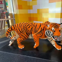 Dreamworld - Gold Coast