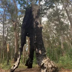 Gold Coast Hinterland Great Walk - Gold Coast