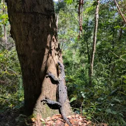 Gold Coast Hinterland Great Walk - Gold Coast