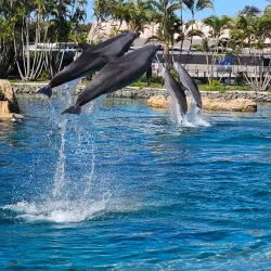 Sea World Gold Coast - Gold Coast