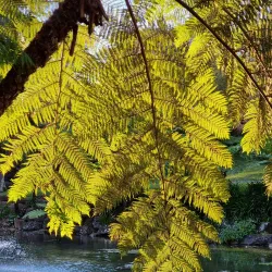 Tamborine Mountain - Gold Coast