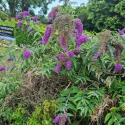 Tamborine Mountain - Gold Coast