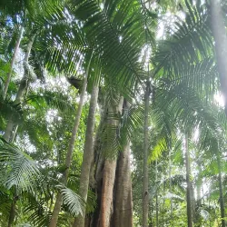 Tamborine Mountain - Gold Coast