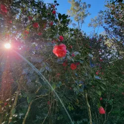 Tamborine Mountain - Gold Coast