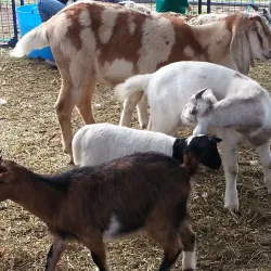 Goondiwindi Showgrounds - Goondiwindi