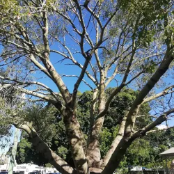 Goondiwindi War Memorial - Goondiwindi