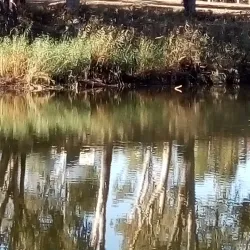Macintyre River - Goondiwindi