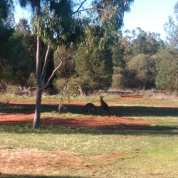 Griffith Golf Club - Griffith